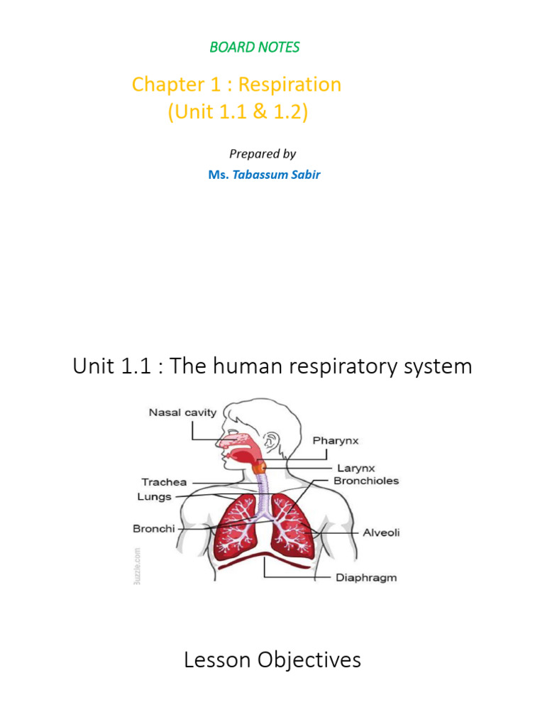 Boardnotes- Chapter 1 Respiration (Unit 1.1 & 1.2)-Converted | PDF ...