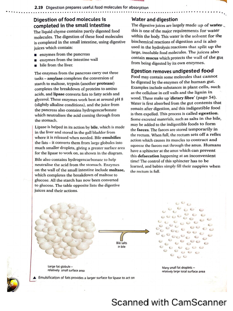 2.19 Diegstion for Absorption(3) | PDF