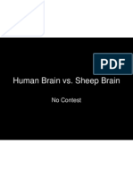 Human Brain vs. Sheep Brain: No Contest