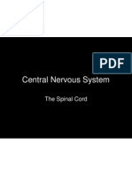Central Nervous System: The Spinal Cord