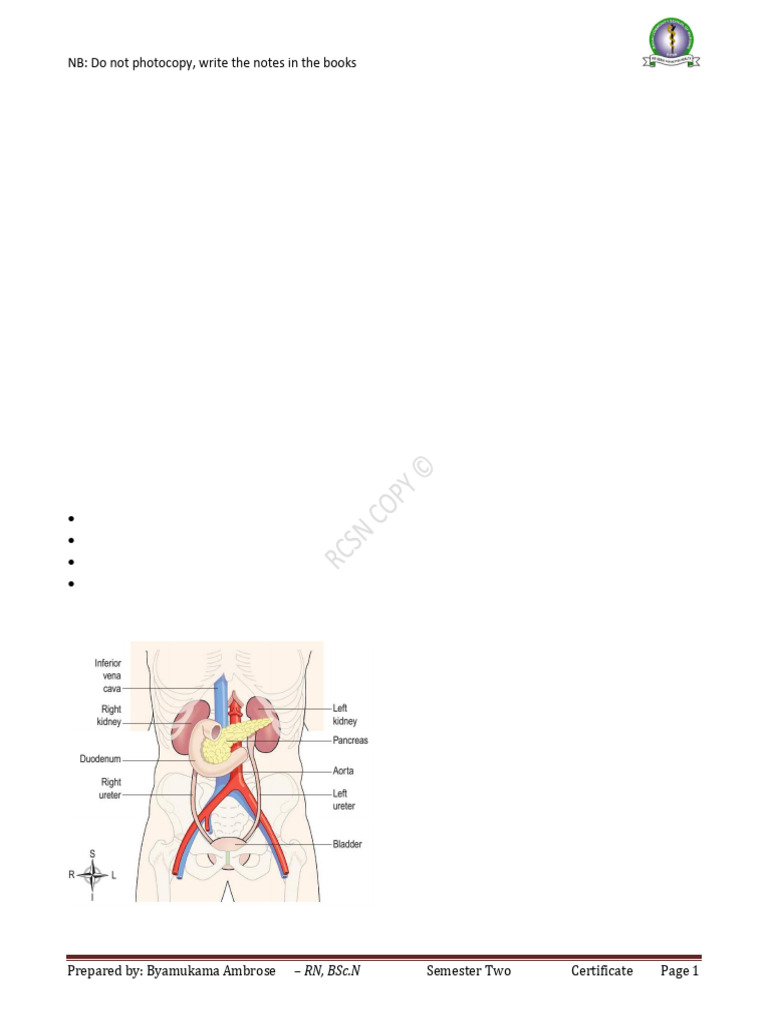 URINARY SYSTEM | PDF | Kidney | Urinary System