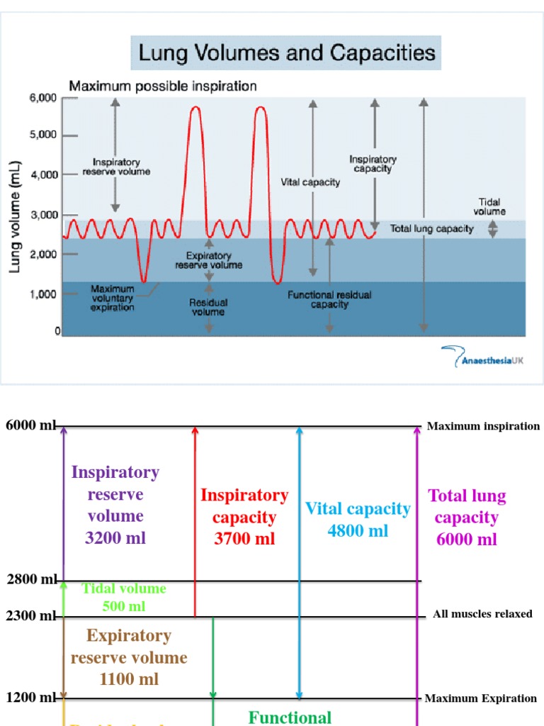 Lung Volume Chart