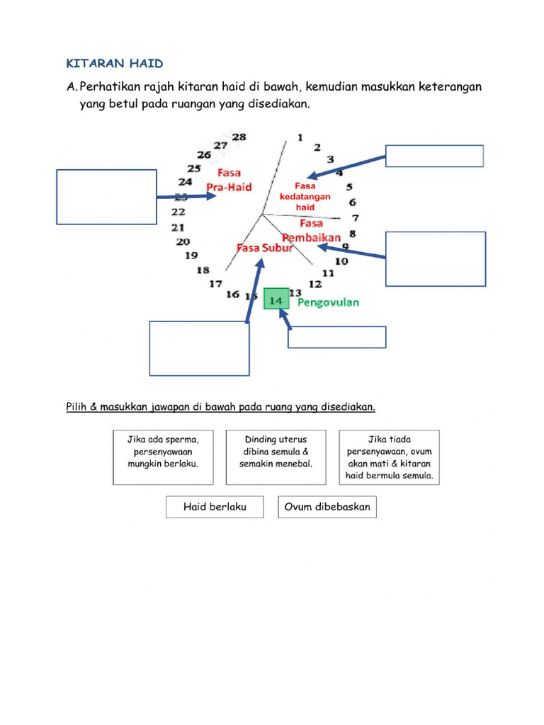 Soalan Kitar Haid | PDF