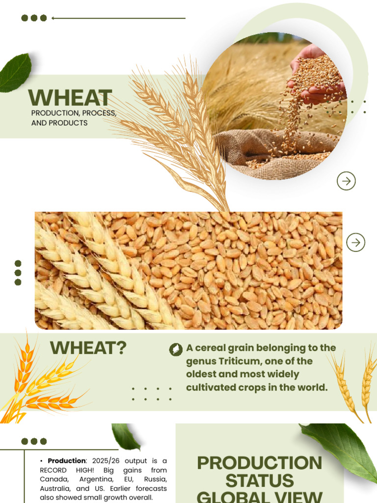 STATUS AND PROCESS OF PRODUCTION OF WHEAT IN THE PHILIPPINES | PDF ...