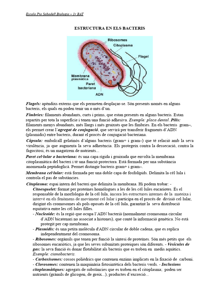 6_Teoria Parts Dels Bacteris_Bio_1r BAT | PDF