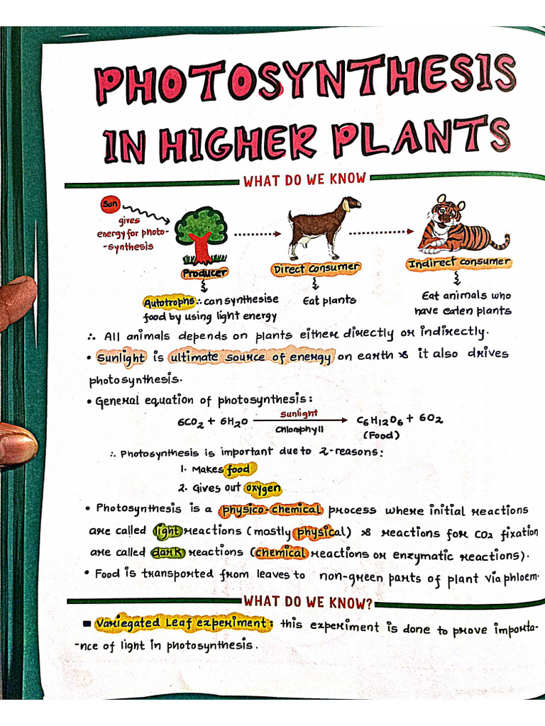 Photosynthesis in Higher Plant Notes | PDF