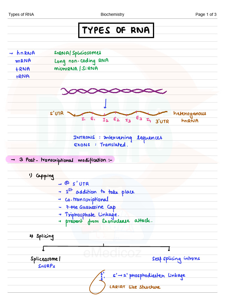 Types of RNA | PDF