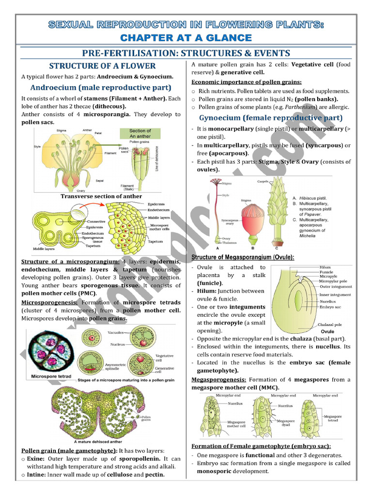 01. Sexual Reproduction in Flowering Plants | PDF
