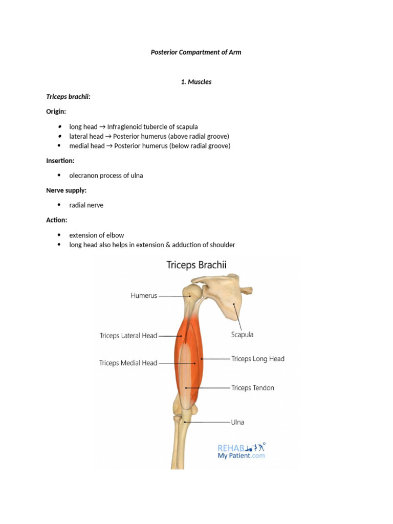 Posterior Compartment of Arm | PDF
