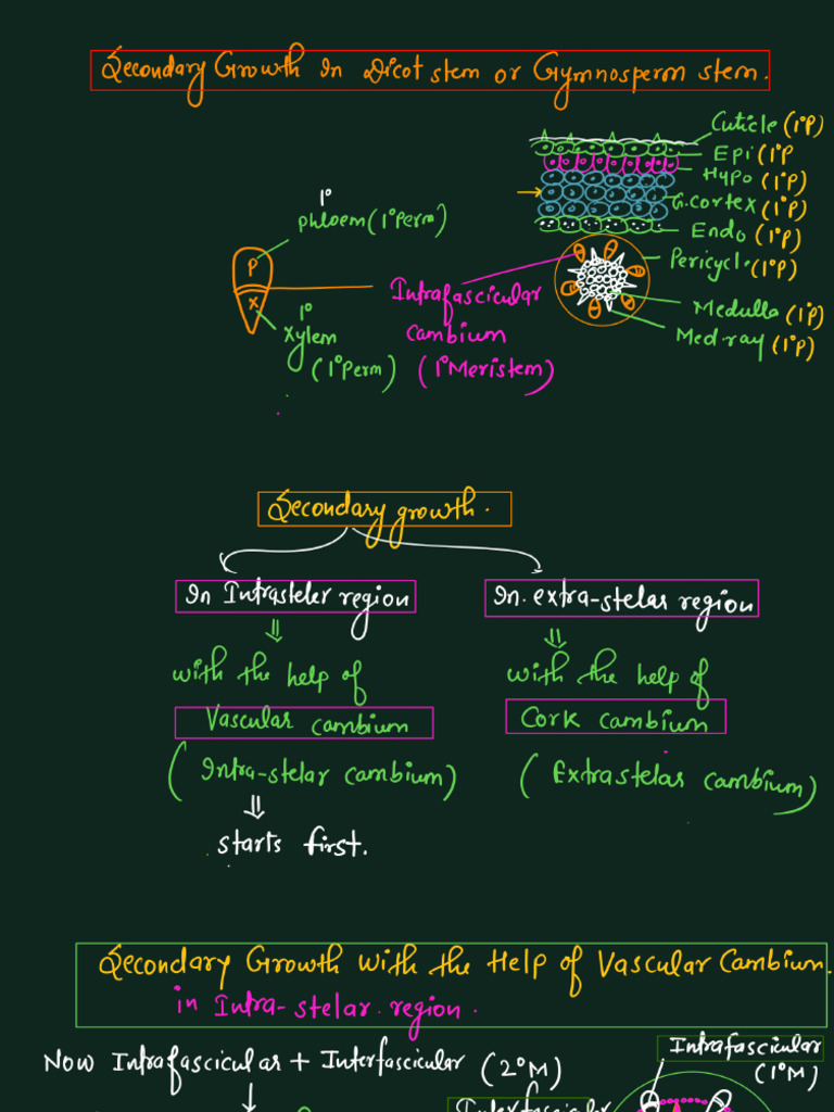 LECTURE 6_plant Anatomy(1) | PDF