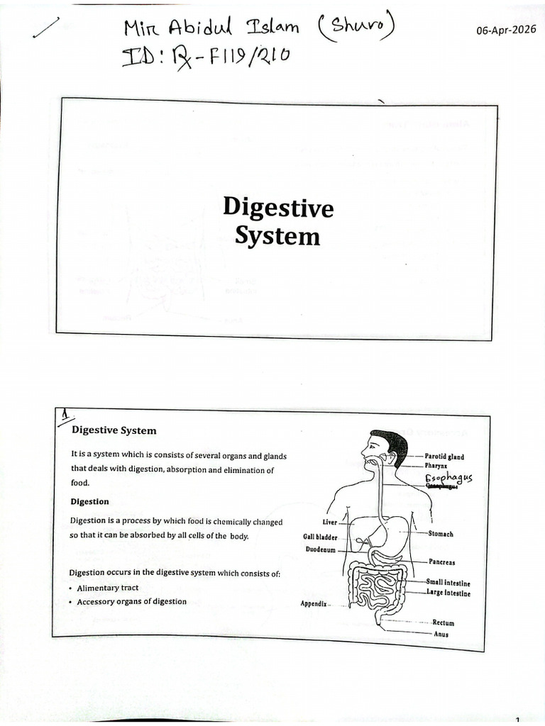 Digestive System | PDF