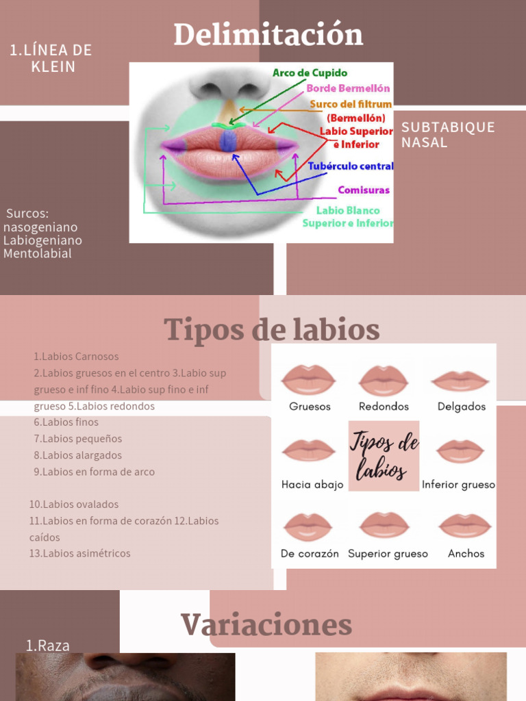 Diseño sin título_20260415_195737_0000 | PDF | Labio | Especialidades ...