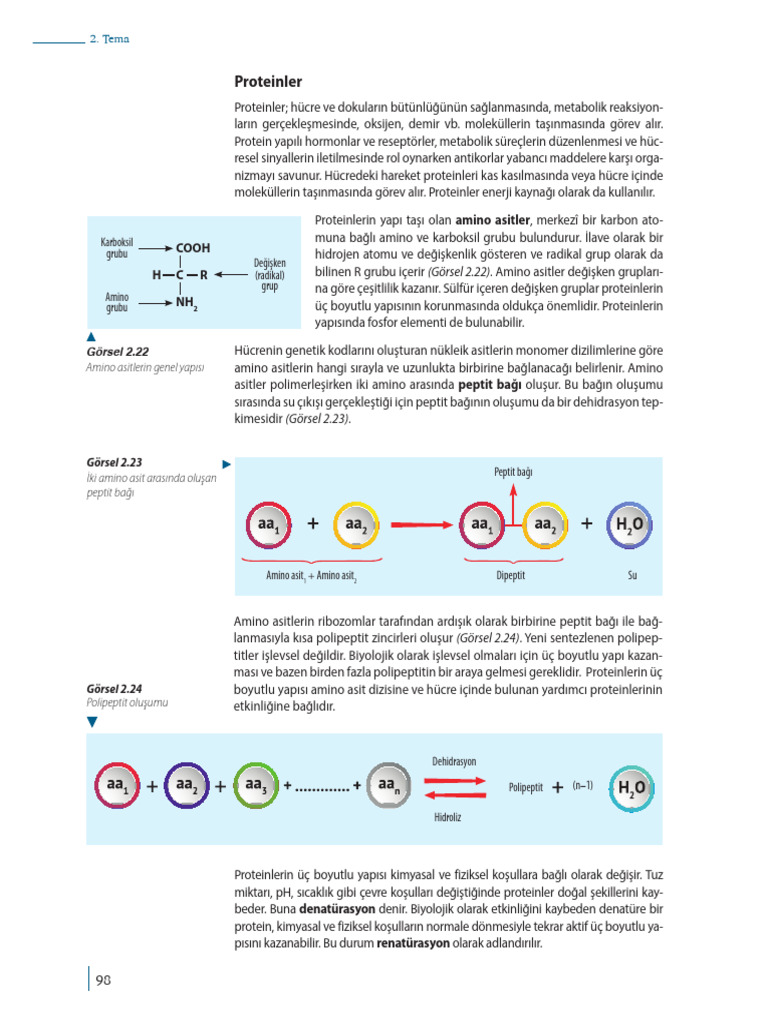 Proteinler Ders Kitabı | PDF