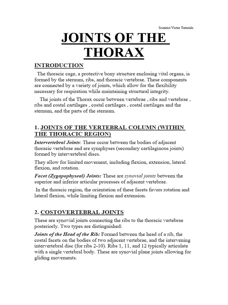 Joints of the Thorax | PDF | Vertebra | Thorax (Human Anatomy)