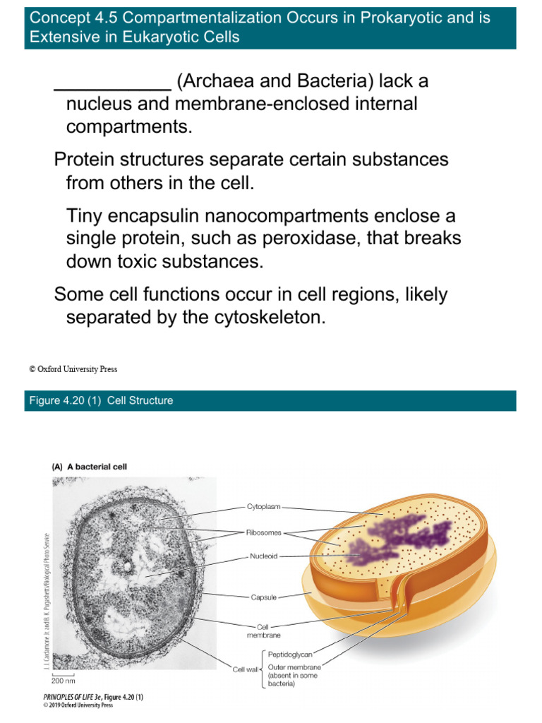 Ch04_Lecture_upload_4 | PDF | Cell (Biology) | Prokaryote