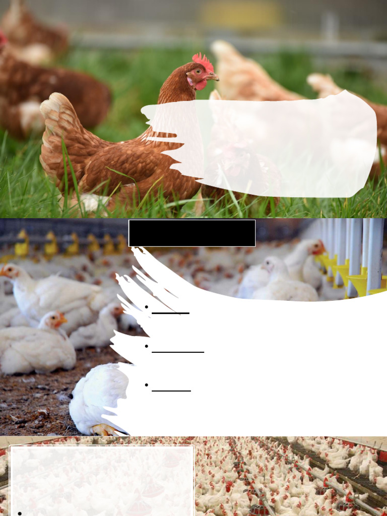 1774810067 | PDF | Chicken | Poultry