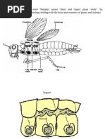 Thoracic Segmentation and Skeleton in Insects | PDF | Thorax ...