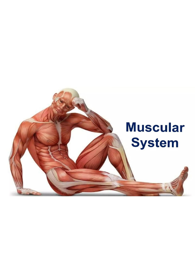 Muscle | PDF