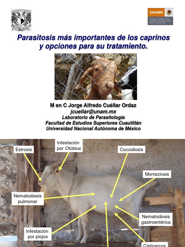 Parasitosis en caprinos: diagnóstico y tratamiento | PDF | Oveja