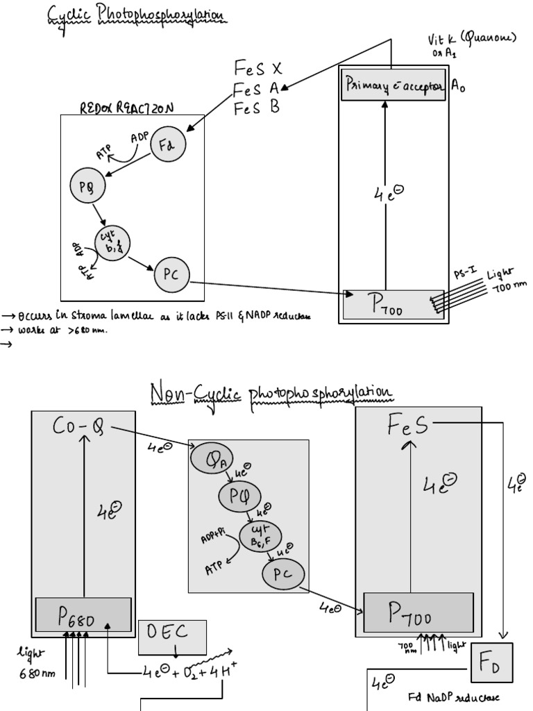 Ch-13 Friends Cycle | PDF | Chemistry | Biology