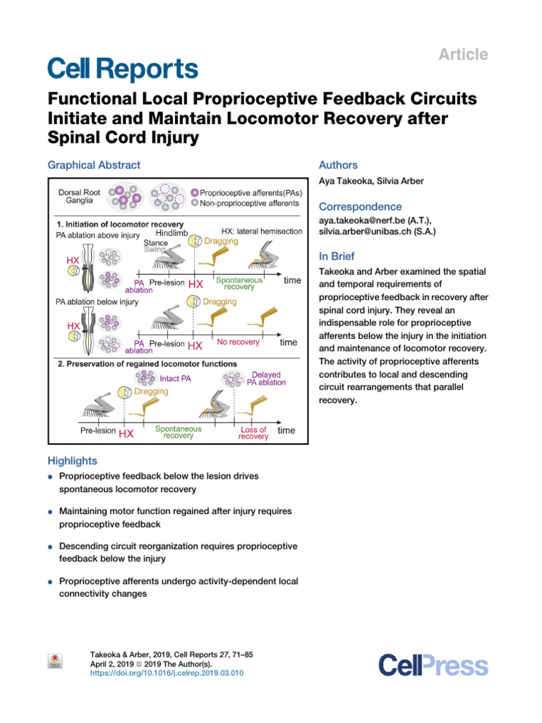 Functional Local Proprioceptive Feedback Circuits Initiate and Maintain ...