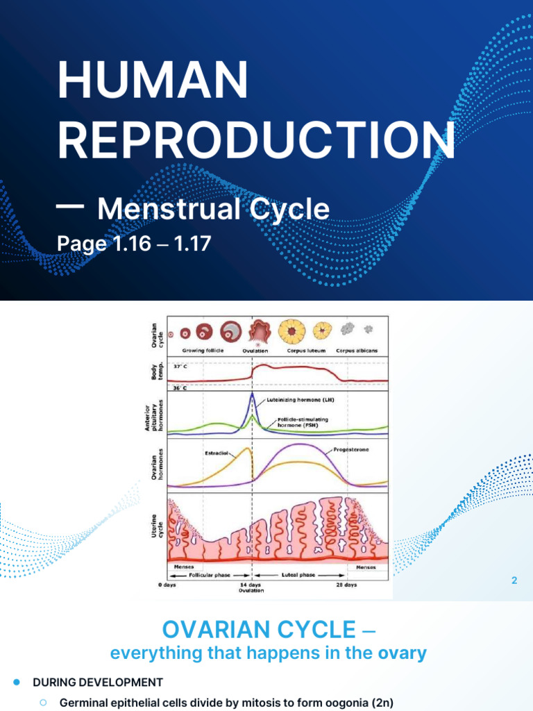 Human Reproduction - Menstrual Cycle A | PDF | Menstrual Cycle | Ovary