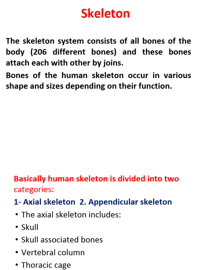 Lab.5.the Axial Skeleton | PDF | Vertebra | Skull