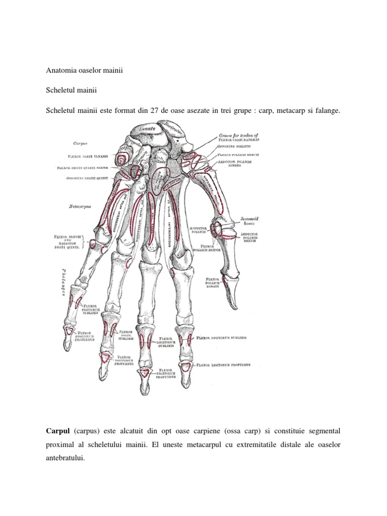 anatomia mainii