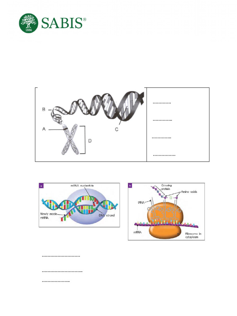 2324 Term 3 Final Grade 8 Science Final Revision Sheet | PDF | Genotype ...