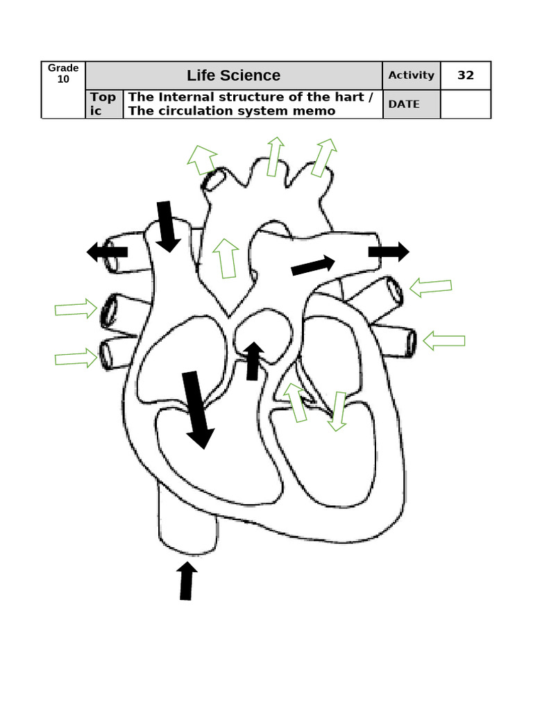 ACT 32 Internal Structure of the Hart and Blood Flow Memo | PDF