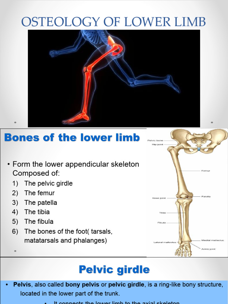 2) Osteology of the Lower Limb | PDF | Pelvis | Foot