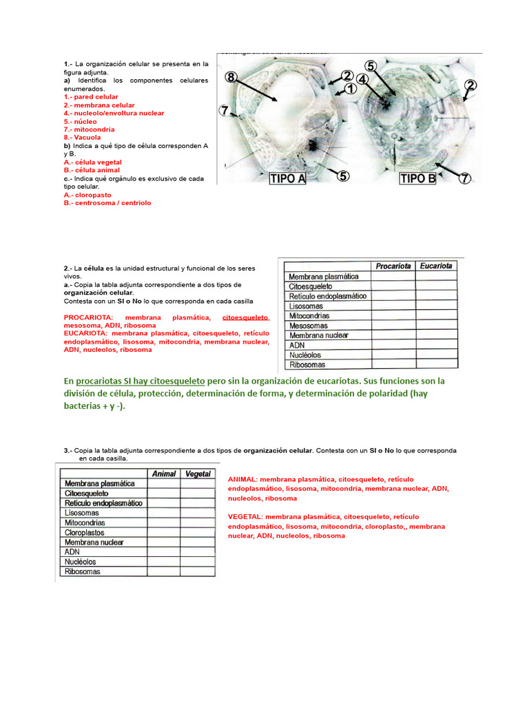 Procariotas y Eucariotas Corregidas | PDF | Biología Celular ...
