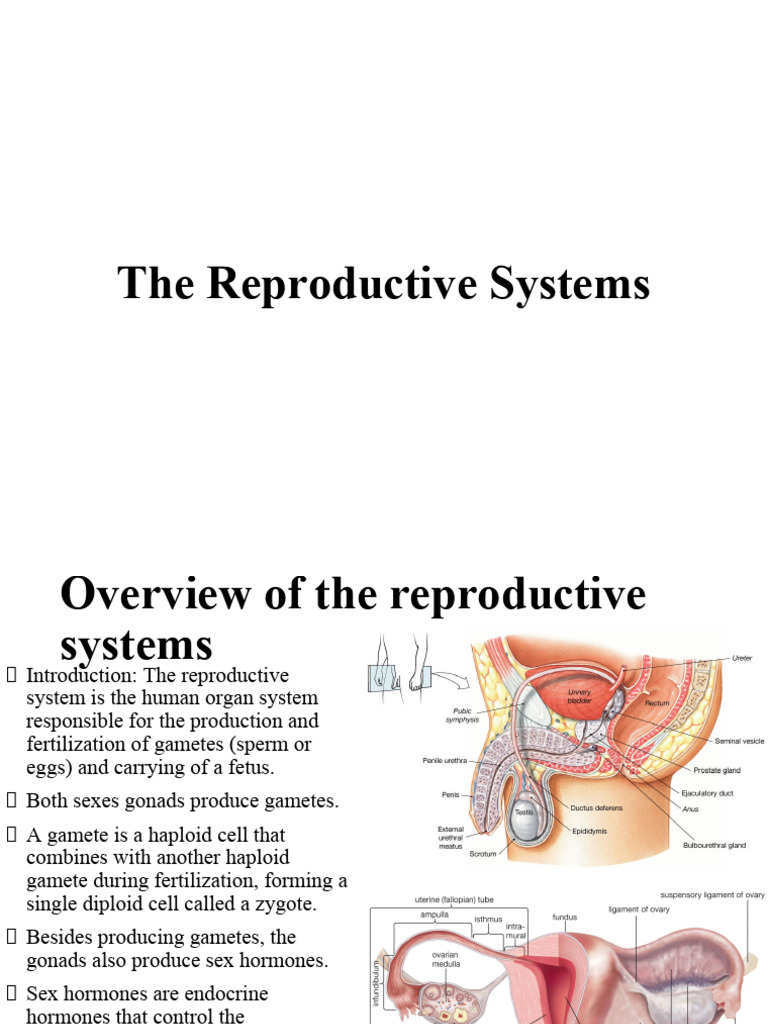 THE REPRODUCTIVE SYSTEM | PDF | Testicle | Ovary
