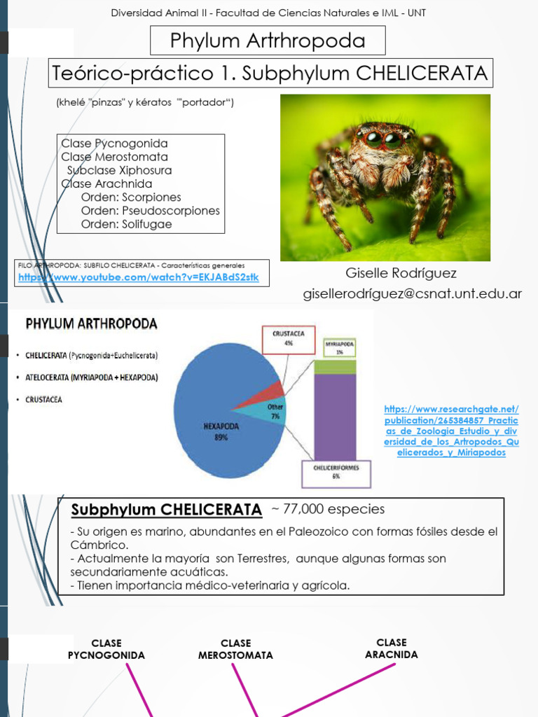 4 Chelicerata 1 2020 | PDF | Araña | Sistema reproductivo