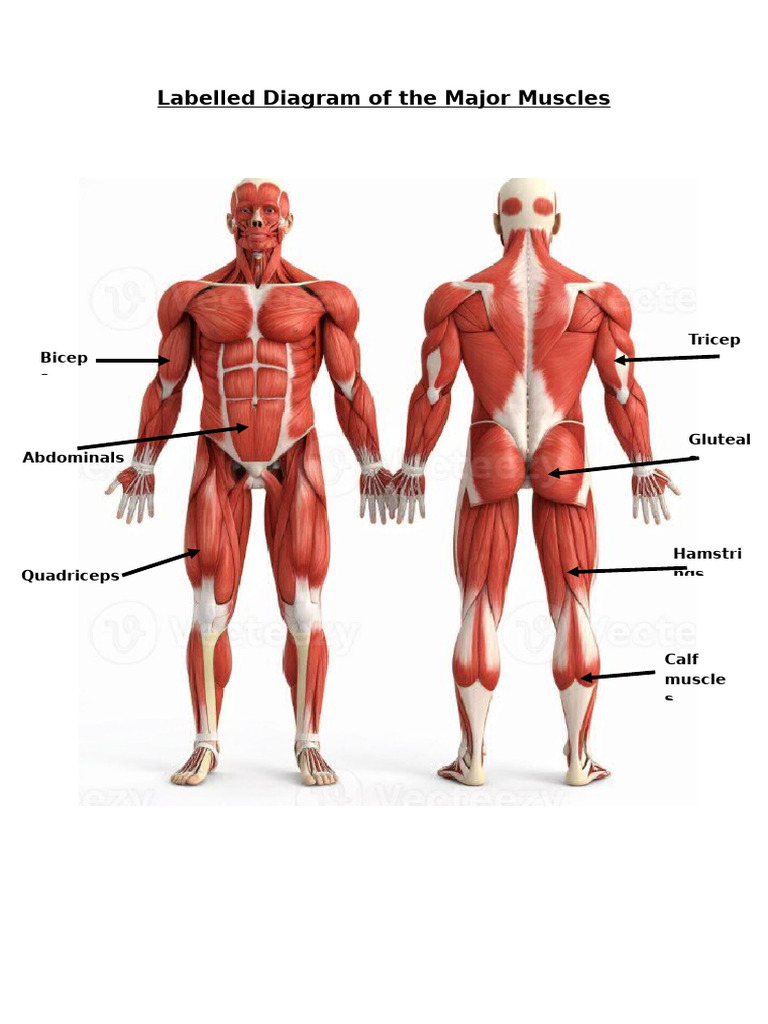 Lablled Muscle Diagram | PDF