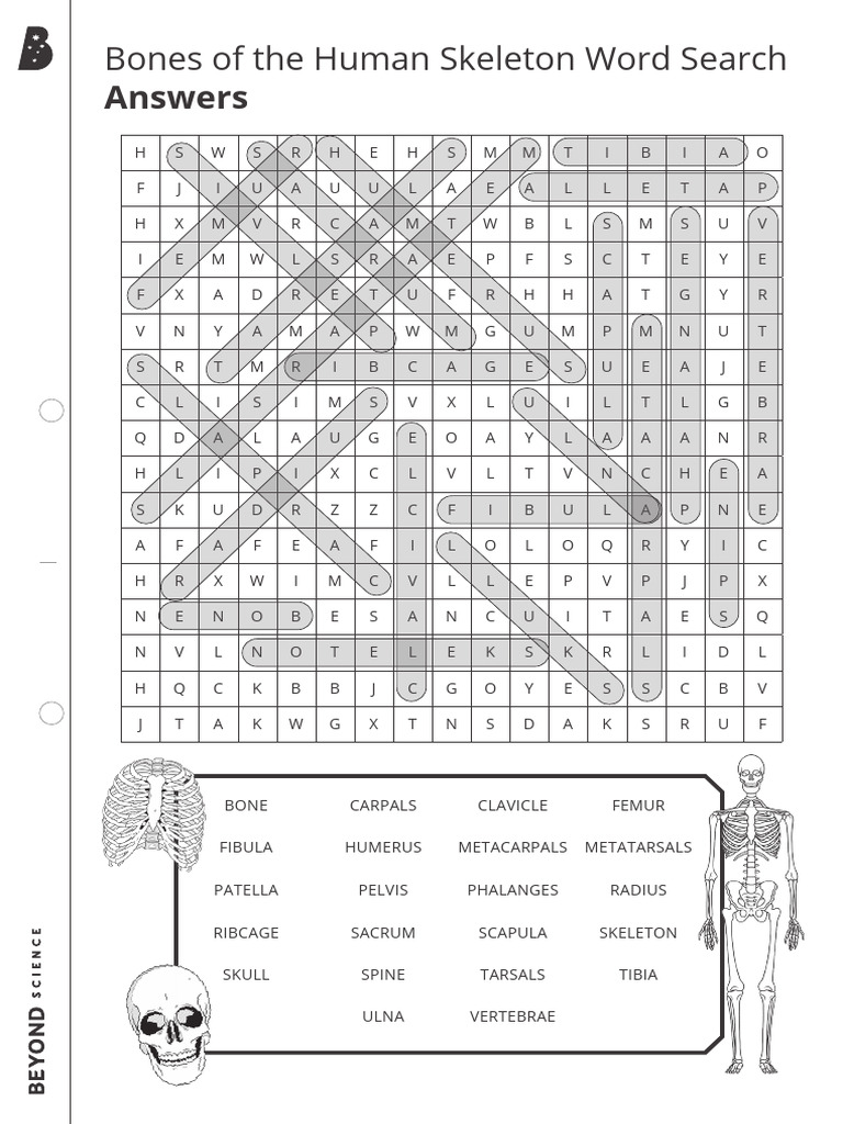 Bones of the Human Skeleton Word Search Answers | PDF