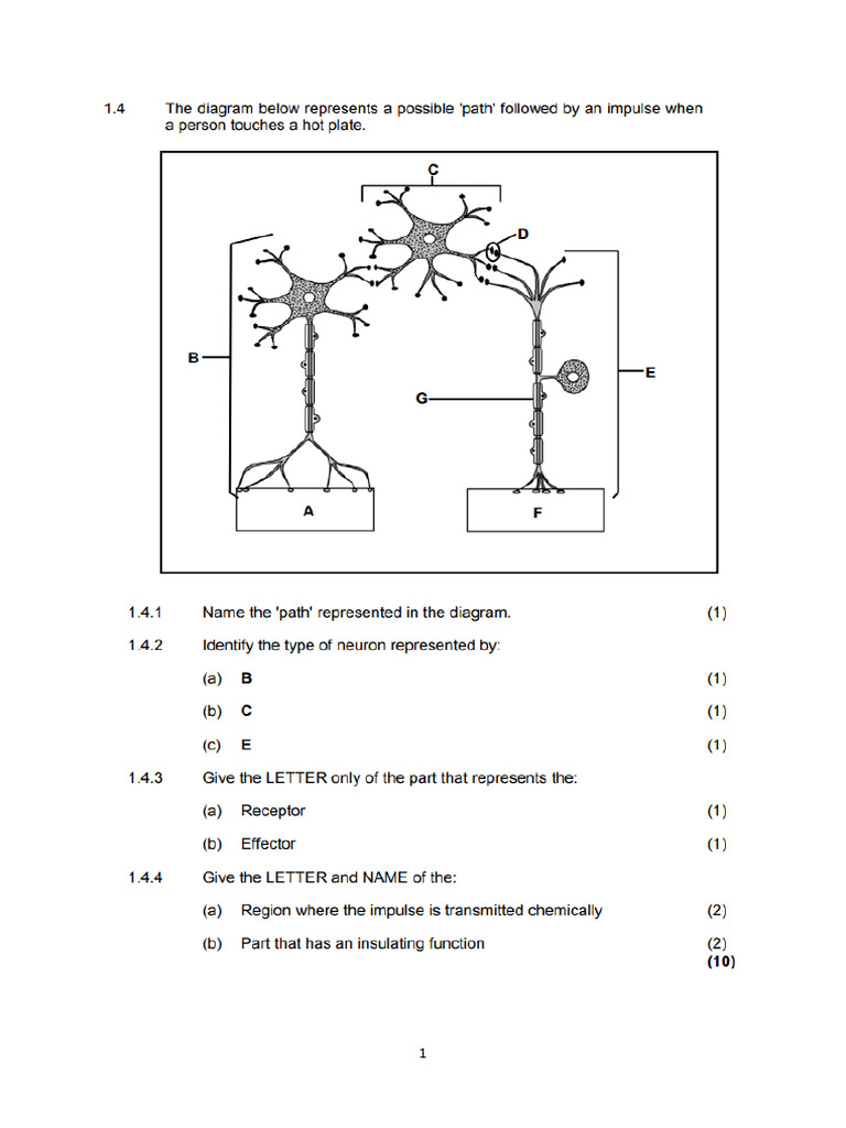 Neurons Activities | PDF