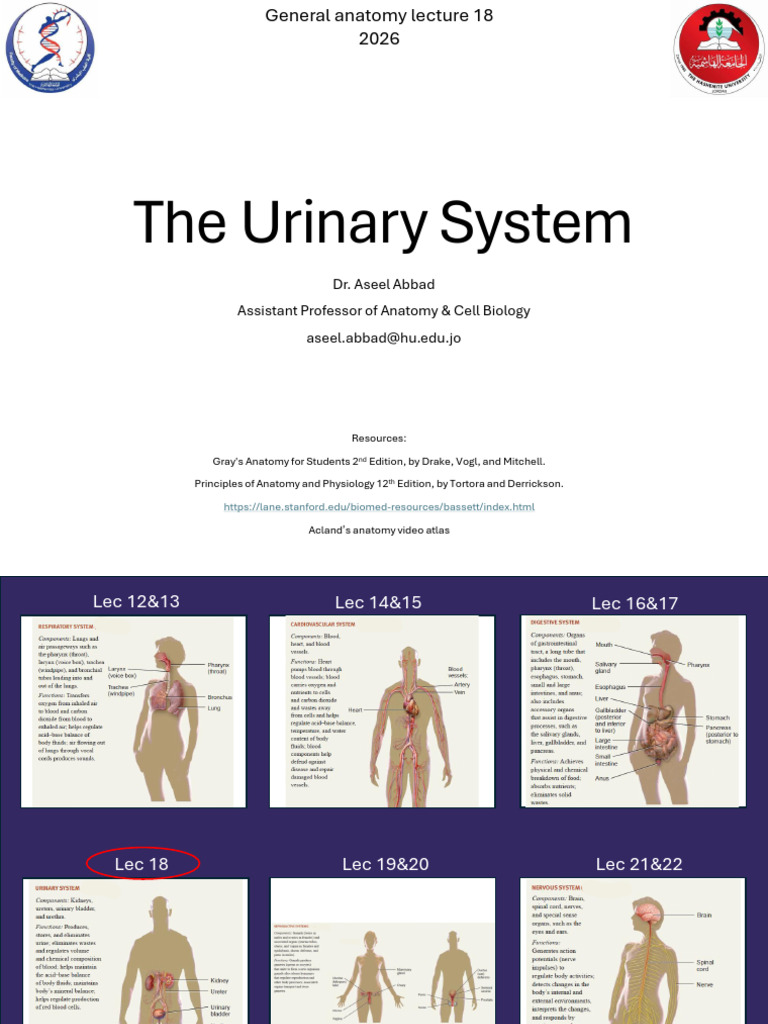 Lecture 18 - The Urinary System - 2026-1 | PDF | Kidney | Urinary System