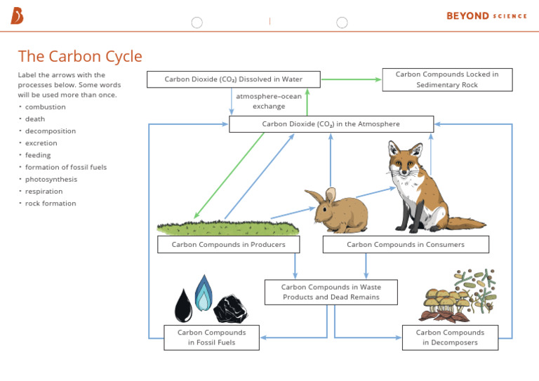 The Carbon Cycle Worksheet | PDF