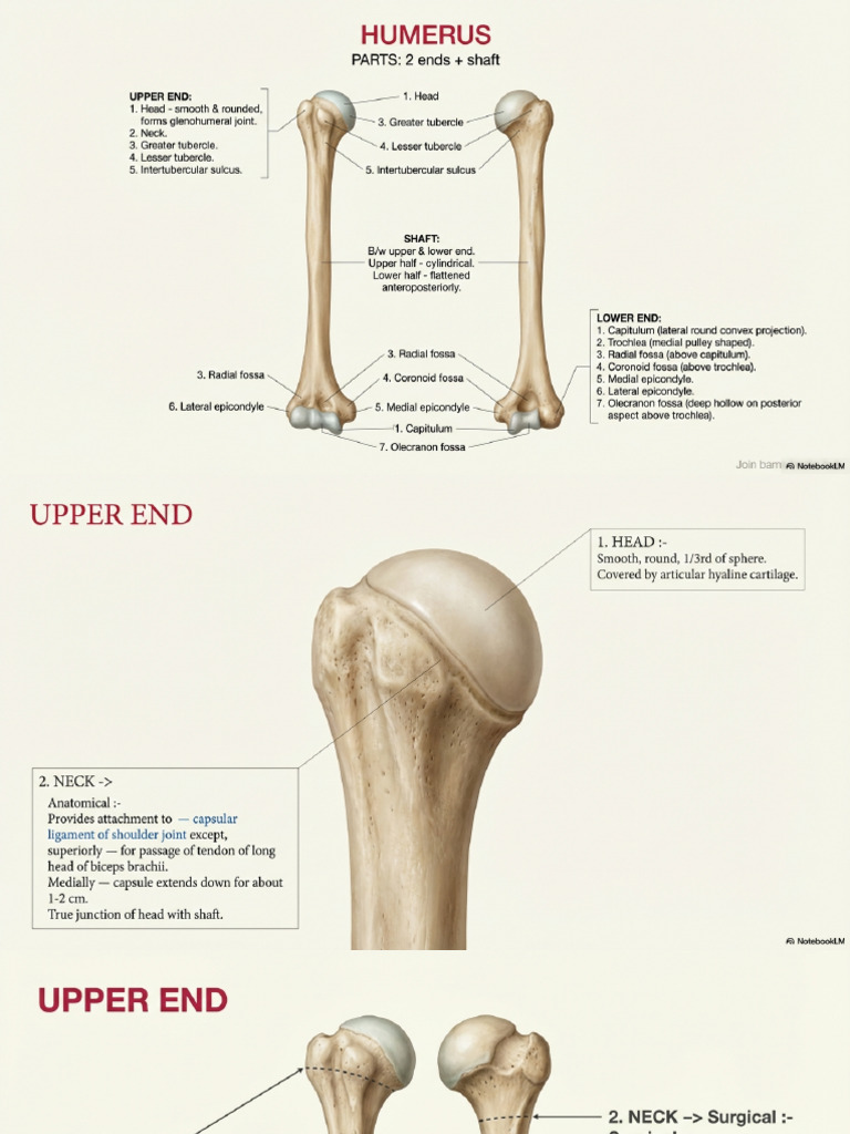 Humerus Anatomy | PDF