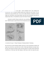 Download Arthropoda by dimasyah SN103781169 doc pdf