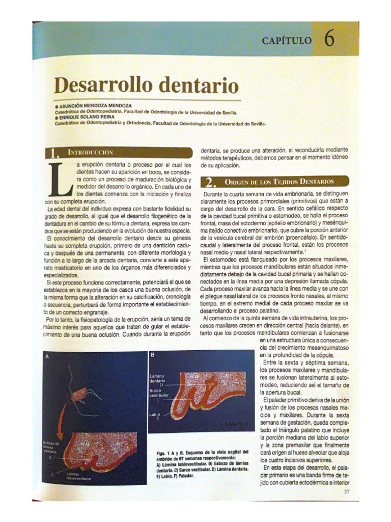 Unidad II, Parte 2. Boj | PDF
