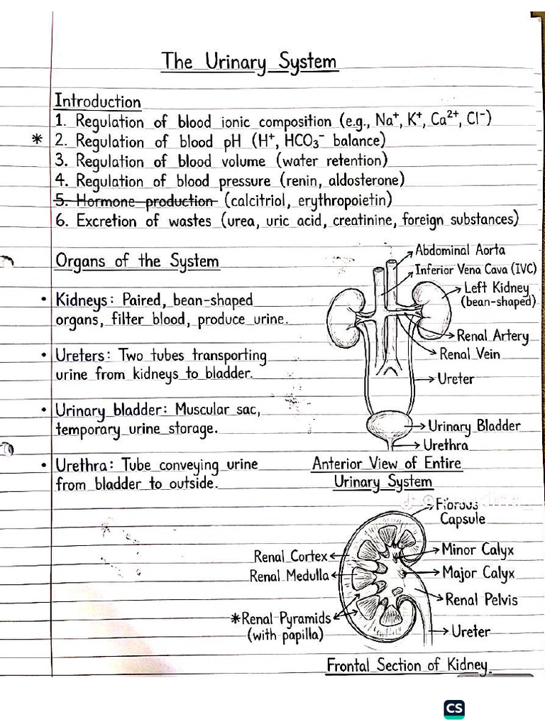 Urinary System | PDF