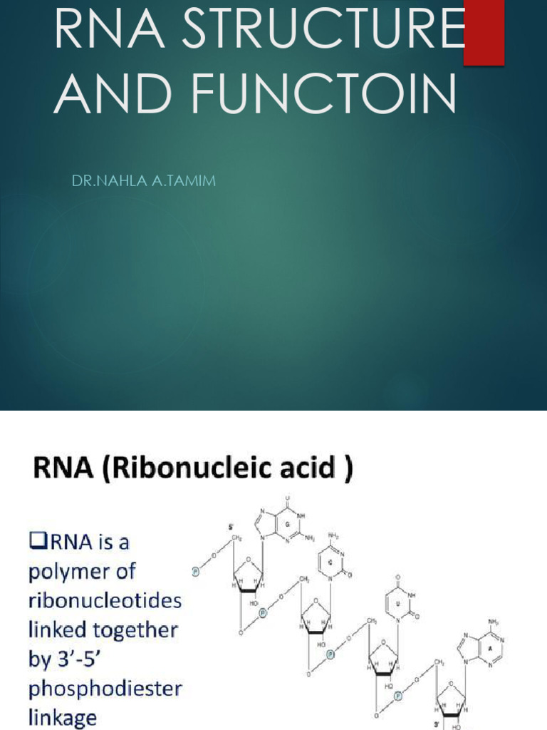 RNA Structure and Function | PDF
