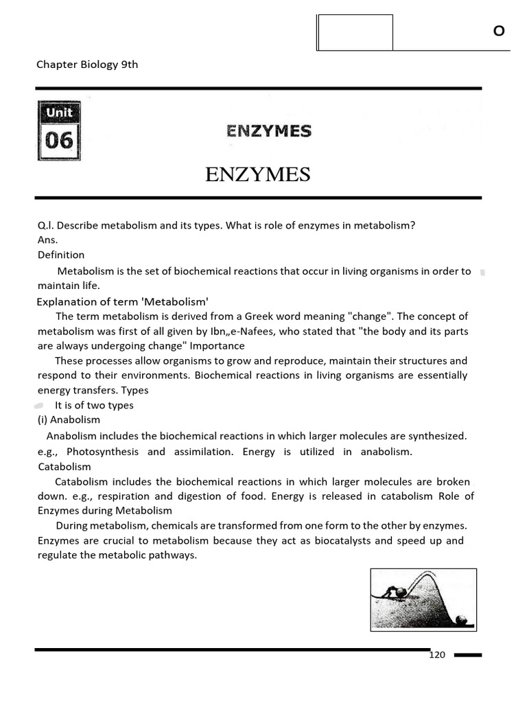 Chapter 6 9th Class Enzymes | PDF | Enzyme | Cofactor (Biochemistry)
