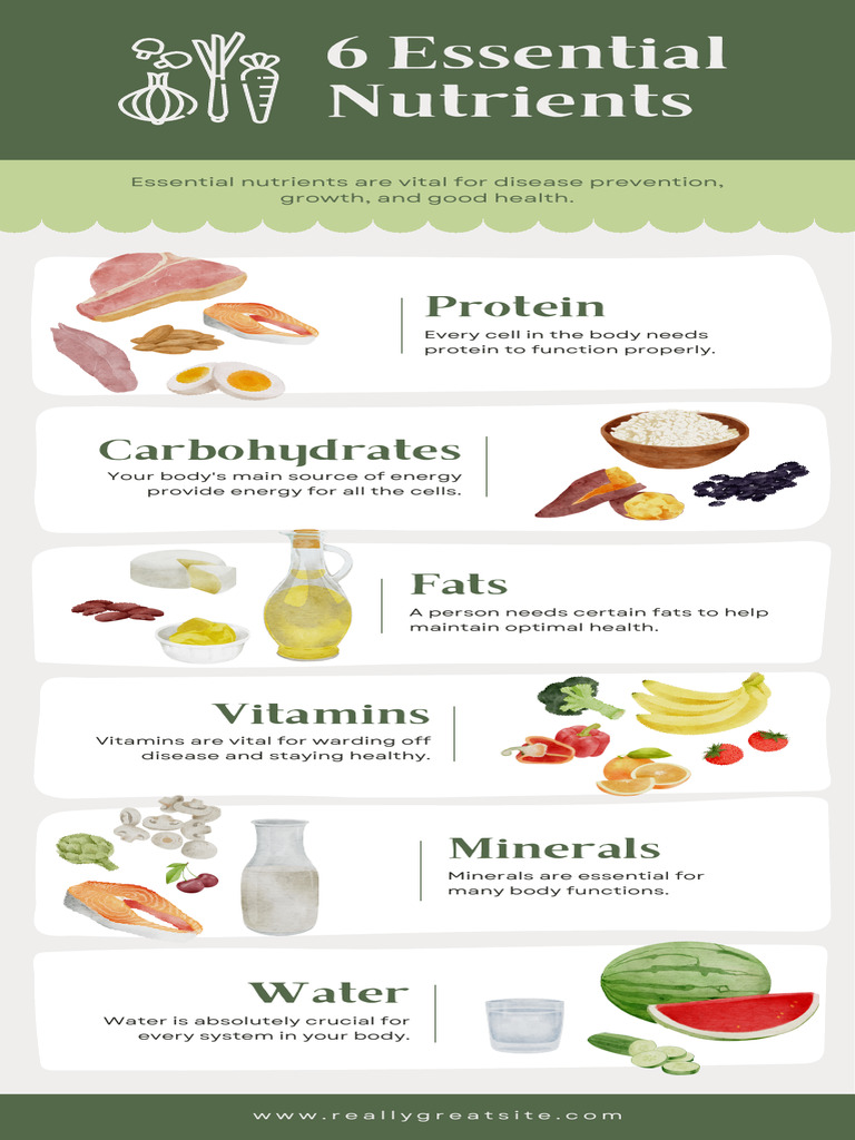 6 Essential Nutrients Infographic With Illustration | PDF