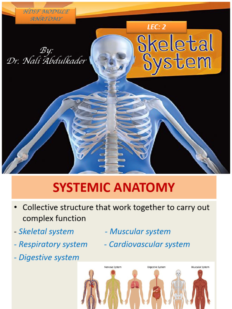 2 Axial Skel | PDF | Vertebra | Skull