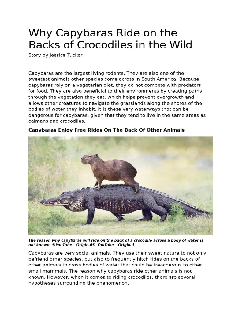 Why Capybaras Ride on the Backs of Crocodiles in the Wild | PDF ...