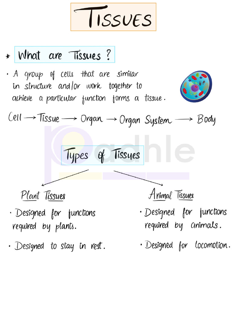 Tissue Chapter Notes | PDF