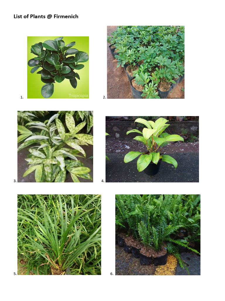 Plant List | PDF
